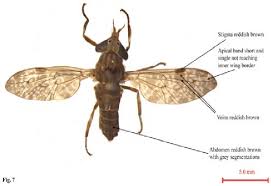 Attēlu rezultāti vaicājumam “Haematopota sp.”