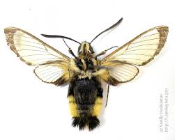 Attēlu rezultāti vaicājumam “Hemaris tityus”