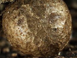 Attēlu rezultāti vaicājumam “Lycogala irregulare sessile”