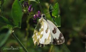 Attēlu rezultāti vaicājumam “Pontia edusa underside”