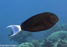 Image result for Acanthurus blochii