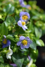 Image result for Exacum affine