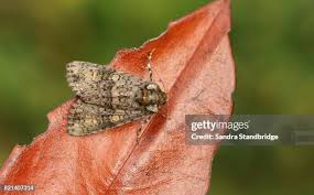 Attēlu rezultāti vaicājumam “Craniophora ligustri larva”