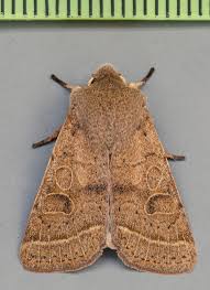 Attēlu rezultāti vaicājumam “Orthosia cerasi”