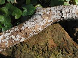 Attēlu rezultāti vaicājumam “Peniophora laurentii”