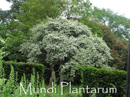 Attēlu rezultāti vaicājumam “Crataegus chlorosarca”
