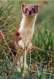 Attēlu rezultāti vaicājumam “Mustela nivalis adult”