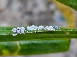 Attēlu rezultāti vaicājumam “Diderma subincarnatum plasmodium”