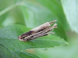 Attēlu rezultāti vaicājumam “Psyche casta larva”