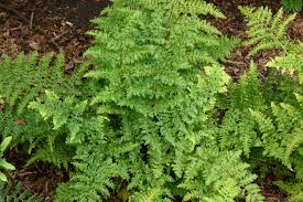Attēlu rezultāti vaicājumam “Dryopteris dilatata”