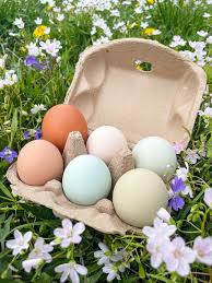 Attēlu rezultāti vaicājumam “Crex crex eggs”