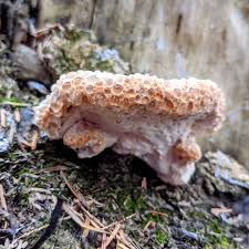 Attēlu rezultāti vaicājumam “Tubifera magna young”