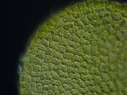 Attēlu rezultāti vaicājumam “Nowellia curvifolia sporophyte”