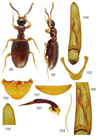 Attēlu rezultāti vaicājumam “Anthicidae”