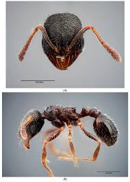 Attēlu rezultāti vaicājumam “Formicidae”