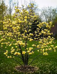 Attēlu rezultāti vaicājumam “Magnolia acuminata flower”