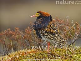 Attēlu rezultāti vaicājumam “Philomachus pugnax adult”