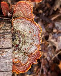 Attēlu rezultāti vaicājumam “Stereum fasciatum”