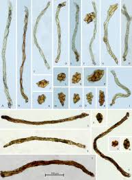 Attēlu rezultāti vaicājumam “Pohlia”
