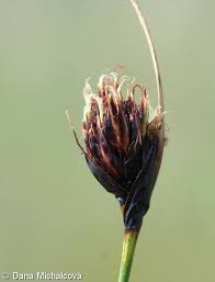 Attēlu rezultāti vaicājumam “Schoenus ferrugineus bud”