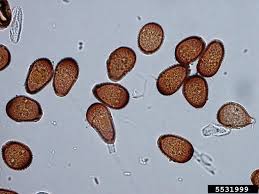 Attēlu rezultāti vaicājumam “Puccinia agrostidis”