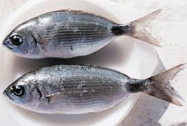 Image result for Oblada melanurus