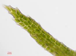 Attēlu rezultāti vaicājumam “Dicranum montanum”