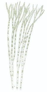 Attēlu rezultāti vaicājumam “Chaetophora pisiformis”