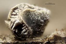 Attēlu rezultāti vaicājumam “Physarum bivalve macro”