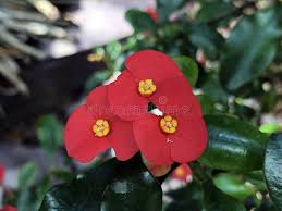 Image result for Wolfsmilch