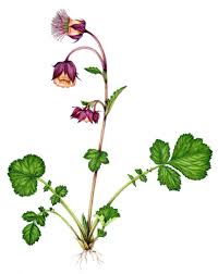 Image result for Geum rivale