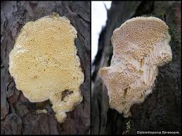 Attēlu rezultāti vaicājumam “Diplomitoporus flavescens”