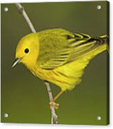 Image result for Dendroica petechia