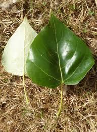 Attēlu rezultāti vaicājumam “Populus x petrowskyana leaf”