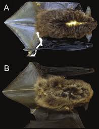 Attēlu rezultāti vaicājumam “Myotis sp.”