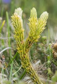 Attēlu rezultāti vaicājumam “Huperzia selago”