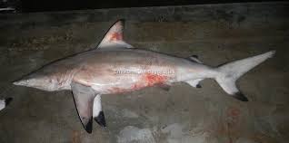 Image result for Carcharhinus limbatus