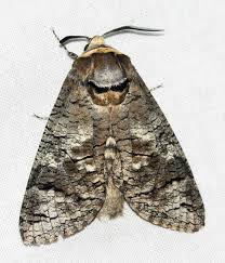 Attēlu rezultāti vaicājumam “Cossus cossus imago”