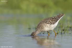 Attēlu rezultāti vaicājumam “Tringa glareola adult”