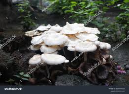 Attēlu rezultāti vaicājumam “Polyporus umbellatus”