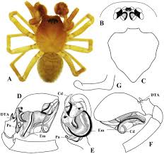Attēlu rezultāti vaicājumam “Linyphiidae”