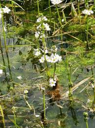 Attēlu rezultāti vaicājumam “Hottonia palustris”