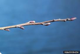 Attēlu rezultāti vaicājumam “Frangula alnus bud”