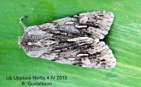 Attēlu rezultāti vaicājumam “Brachionycha nubeculosa”