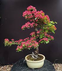 Attēlu rezultāti vaicājumam “Crataegus laevigata bud”