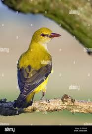 Attēlu rezultāti vaicājumam “Oriolus oriolus female”