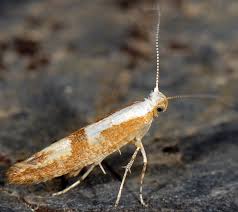 Attēlu rezultāti vaicājumam “Argyresthia pruniella”
