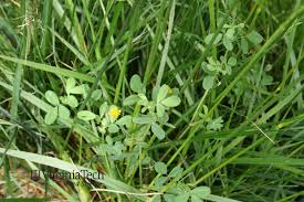 Attēlu rezultāti vaicājumam “Medicago lupulina bud”