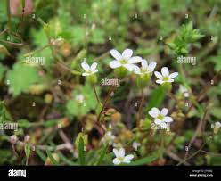 Attēlu rezultāti vaicājumam “Saxifraga tridactylites flower”