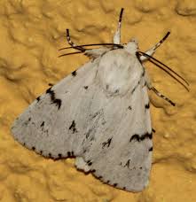 Attēlu rezultāti vaicājumam “Acronicta leporina”